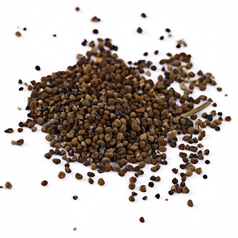 Egrow 100 PCS Blue Lithops Perennial Pseudotruncatella Seeds Kyanite Succulent Garden Plants Seed