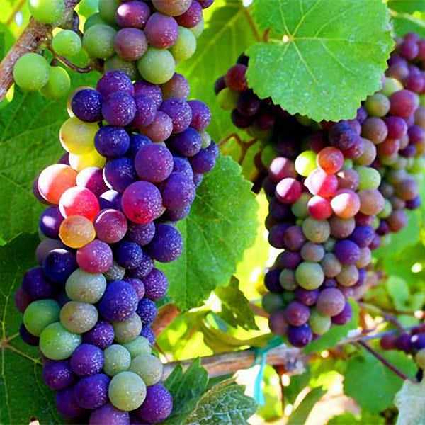 Egrow 50Pcs/Pack Grape Seeds Rainbow Colorful Garden Fruit Plants Sweet Kyoho Grape Seeds