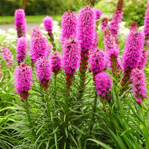 Egrow 100Pcs/Pack Cockscomb Seeds Liatris Spicata Plants Rare Flamingo Cockscomb Bonsai Plant Garden Ornamental Flower Plantas