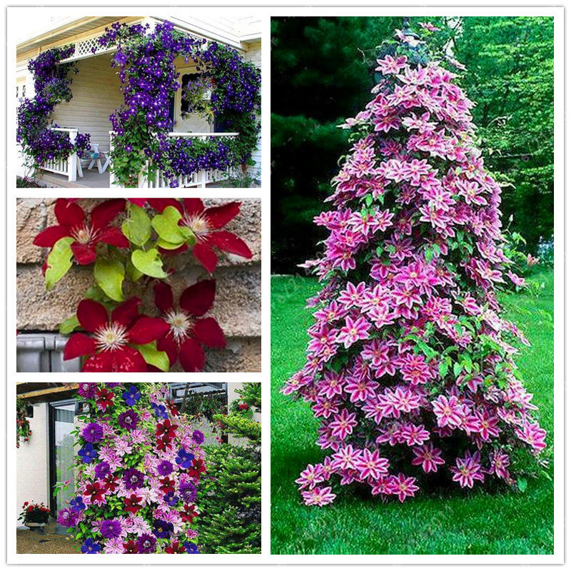 Egrow 100Pcs Clematis Flower Seeds Perennial Vines Climbing Clematis Plant Seed Garden Decoration