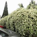 Egrow 20Pcs/pack Jasmine Seeds Double Murraya Paniculata Bonsai Evergreen Plants Satinwood Lakeview White Fragrant Flowers