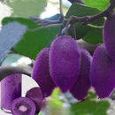 Egrow 10Pcs/pack Purple Heart Kiwi Seeds Garden Courtyard Kiwi Fruit Tree Bonsai Seeds