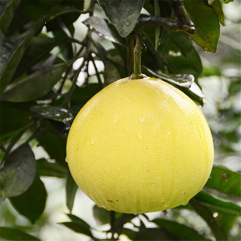 Egrow 25 Pcs/Pack Grapefruit Tree Seeds Grapefruit Tree Plant Citrus Maxima Fruit Seeds