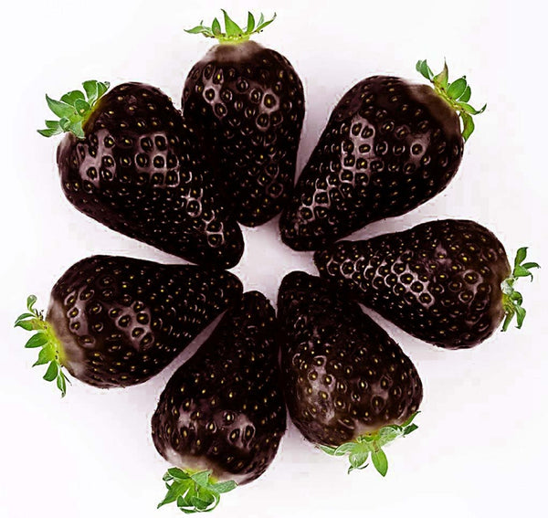 Egrow 200 PCS Black Strawberry Seeds Fresh Exotic Tasty Fruit Potted Seed Garden Bonsai Plant