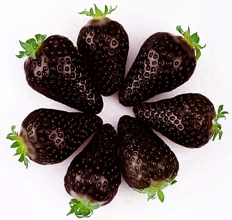 Egrow 200 PCS Black Strawberry Seeds Fresh Exotic Tasty Fruit Potted Seed Garden Bonsai Plant