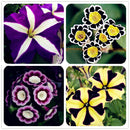 Egrow 100Pcs/Pack Petunia Bonsai Seeds Four Seasons Can Be Planted Perennial Flowers Planting Indoor Outdoor Bonsai Potted Plant