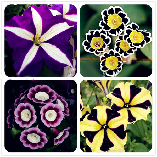 Egrow 100Pcs/Pack Petunia Bonsai Seeds Four Seasons Can Be Planted Perennial Flowers Planting Indoor Outdoor Bonsai Potted Plant