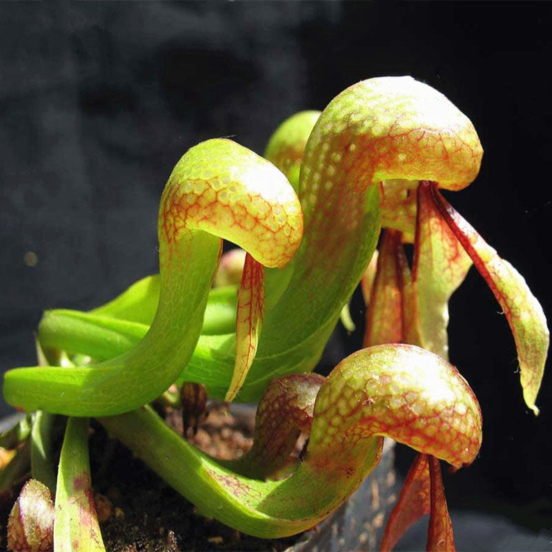 Egrow 100 Pcs/Pack Slurperon Seeds Rare Flowers Bonsai Carnivorous Cobra Home And Garden Dcoration