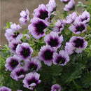 Egrow 100 PCS Geranium Seed Garden Potted Flower Seeds Pelargonium Plant Bonsai Outdoor Flower Seeds