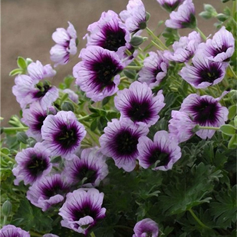 Egrow 100 PCS Geranium Seed Garden Potted Flower Seeds Pelargonium Plant Bonsai Outdoor Flower Seeds