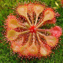 Egrow 100 Pcs/Pack Flycatcher Potted Seeds Mixed Insectivorous Bonsai Plant Dionaea Muscipula Giant Clip Venus Flytrap
