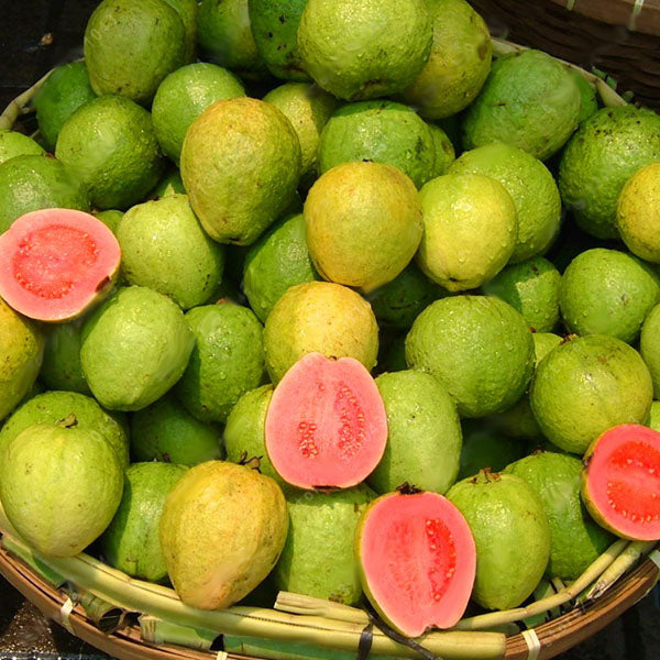 Egrow 30 Pcs/Pack Guava Seeds Tropical Sweet Fruit Tree Plants Seed for Garden Balcony Courtyard
