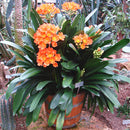 Egrow 100 Pcs/Pack Potted Clivia Seeds Miniata Plant Gorgeous Bonsai Rare Bush Lily Flower Bonsai DIY Home Garden