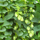 Egrow 100Pc/sPack Hops Seeds Humulus Lupulus Brewing Beer Plant Tea Herb Brew German Magnum