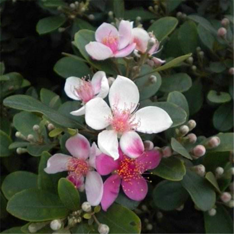 Egrow 50 Pcs/Pack Rhodomyrtus Tomentosa Seeds Rhodomyrtus Tomentosa Tree Semente Plant Rhodomyrtus Tomentosa