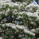 Egrow 15 Pcs/Pack Tassel Seeds Tassel Tree Plant Chionanthus Retusus Garden Seeds