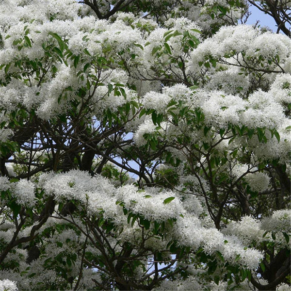 Egrow 15 Pcs/Pack Tassel Seeds Tassel Tree Plant Chionanthus Retusus Garden Seeds