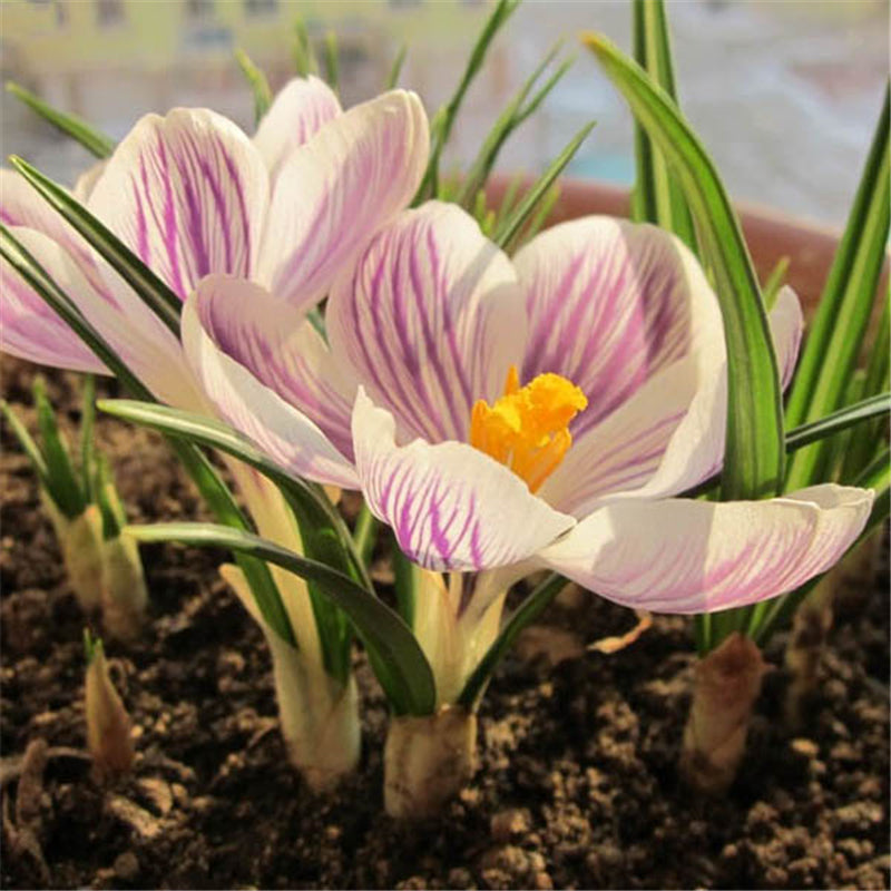 Egrow 100 Pcs/Pack Garden Dutch Saffron Seeds Courtyard Decroation Plants Flowers