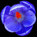 Egrow 100 Pcs/Pack Garden Dutch Saffron Seeds Courtyard Decroation Plants Flowers