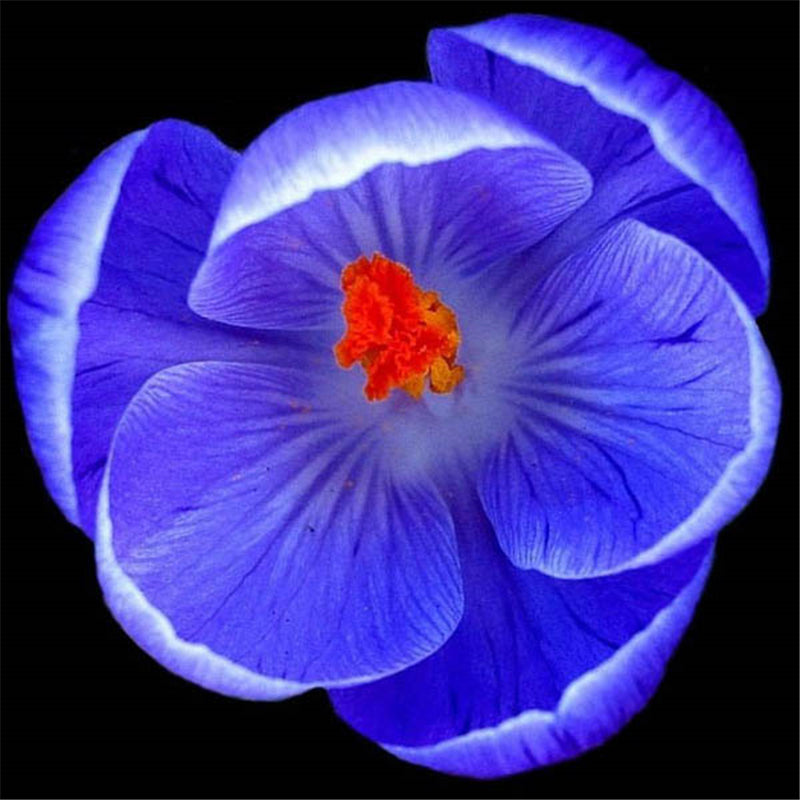 Egrow 100 Pcs/Pack Garden Dutch Saffron Seeds Courtyard Decroation Plants Flowers