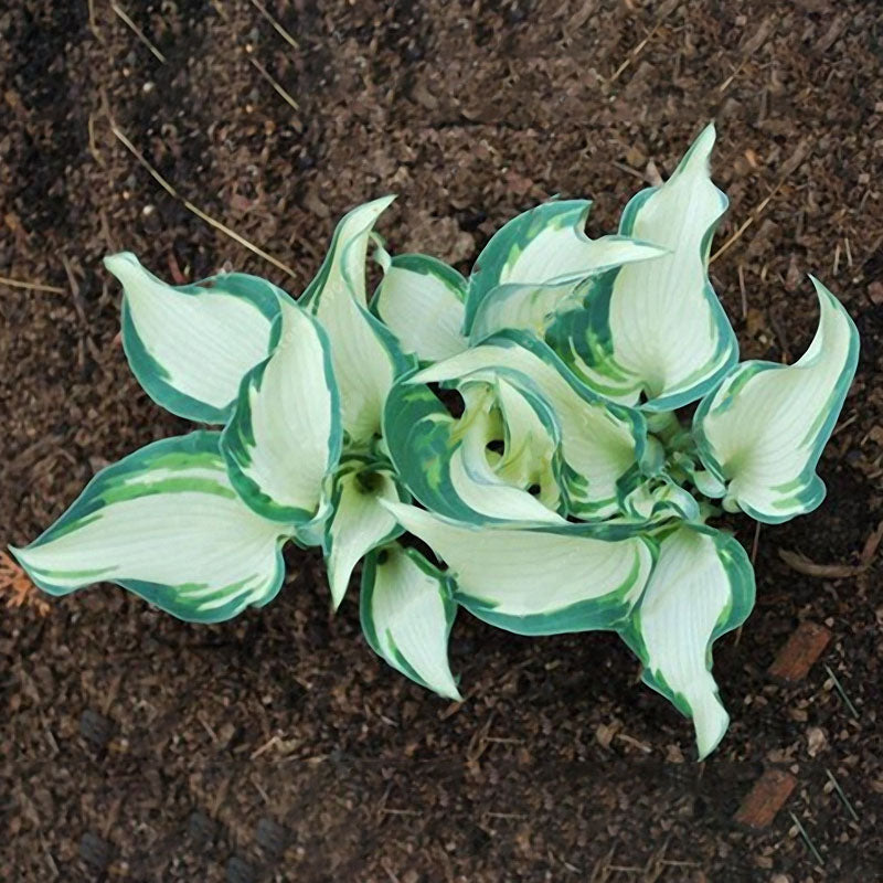 Egrow 100Pcs Hosta Plants Seeds Garden Perennial Green Plants Plantain Lily Flower Seeds Mixed Color