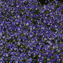 Egrow 100Pcs/Pack Viola Seeds Red Blue Garden Perennial Plants Decoration Flower Seeds