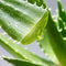 100Pcs Aloe Seeds Garden Vegetables Fruit Edible Beauty Cosmetic Bonsai Plants Seeds