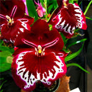 Egrow 200pcs/Bag Rare Orchid Bonsai Plant Seeds Natural Growth Flower Seeds for Home Garden
