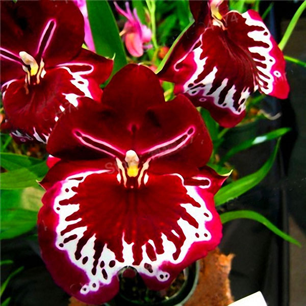 Egrow 200pcs/Bag Rare Orchid Bonsai Plant Seeds Natural Growth Flower Seeds for Home Garden