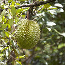 Egrow 5Pcs/Bag Durian Tree Seeds Delicious King Of Fruit Seeds High-nutrition Rare Bonsai Seeds