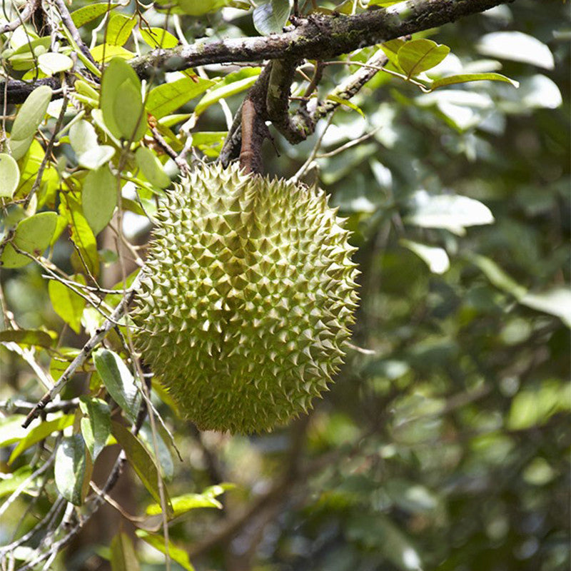 Egrow 5Pcs/Bag Durian Tree Seeds Delicious King Of Fruit Seeds High-nutrition Rare Bonsai Seeds