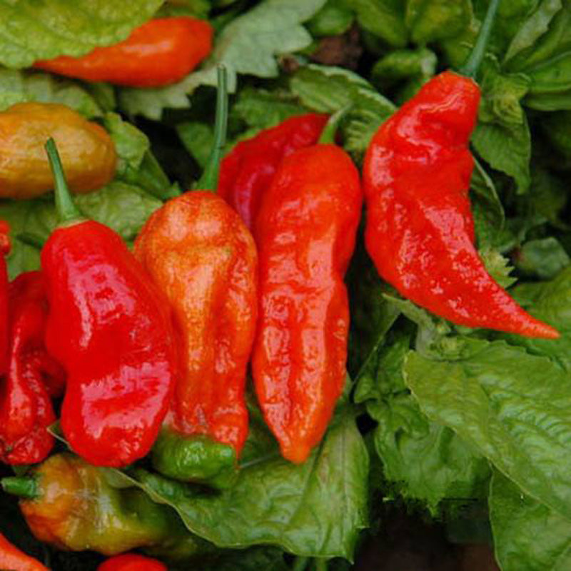 Egrow 200Pcs Indian Ghost Pepper Seeds Chili Seeds Vegetable Rare Red Carolina Pepper Seeds