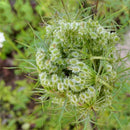 Egrow 200 Pcs/Pack Cnidium Monnieri Seeds Fructus Cnidium Home Garden Decoration