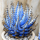 Egrow 100Pcs/Bag Cactus Aloe Seeds Colorful Cactus Rebutia Variety Succulent Flower Potted Seed