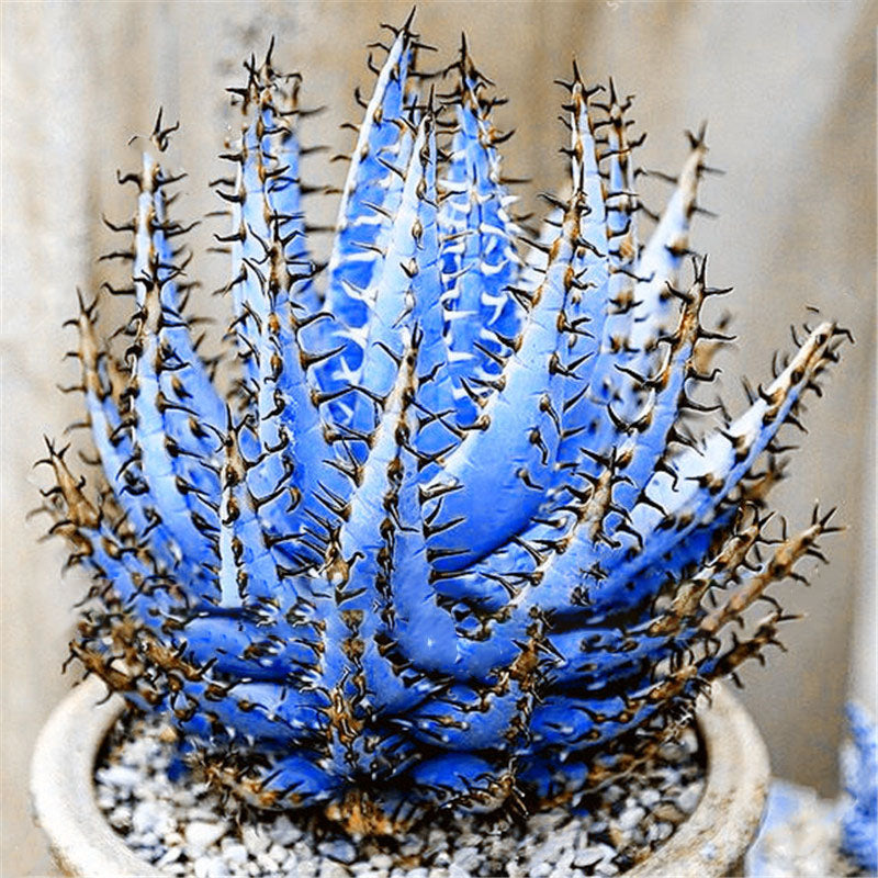 Egrow 100Pcs/Bag Cactus Aloe Seeds Colorful Cactus Rebutia Variety Succulent Flower Potted Seed