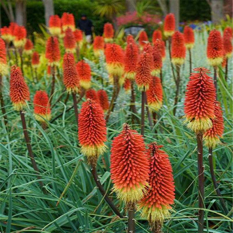 Egrow 50Pcs/Pack Torch Lily Seeds Bonsai Torch Lily Plant Perennial Potted Family Garden Beautiful Decorative Flowe