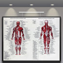 Muscle System Poster Anatomy Chart Human Body Educational Silk Cloth Home Decor