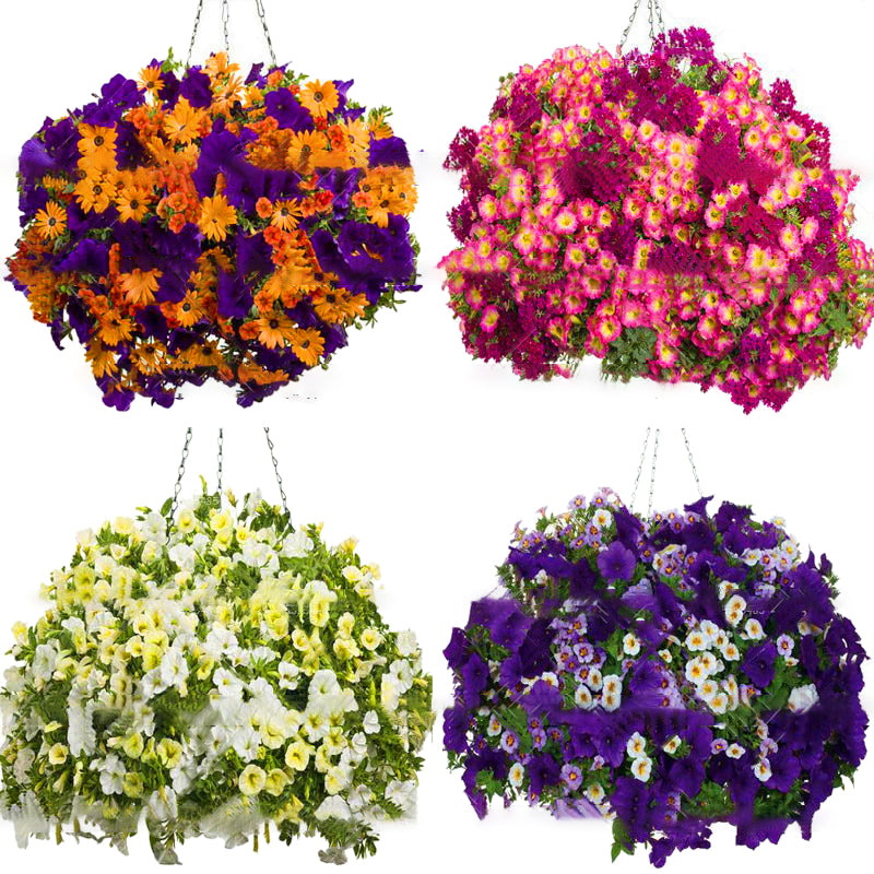 Egrow 100Pcs/Bag Petunia Seeds Petunia Plants Hanging Bonsai Mini Petunia Flowers for Home Garden