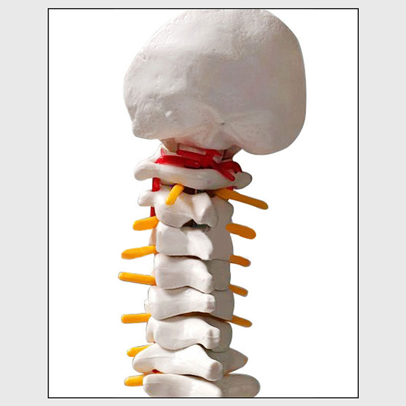 45cm (17.7") Spine Medical Model With Pelvis Femur Heads 1/2 Life Lab Equipment