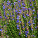 Egrow 100 Pcs/Pack Hyssop Grass Seeds Hyssop Grass Flower Blue Flower Hyssop Home Garden Decoration