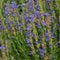 Egrow 100 Pcs/Pack Hyssop Grass Seeds Hyssop Grass Flower Blue Flower Hyssop Home Garden Decoration