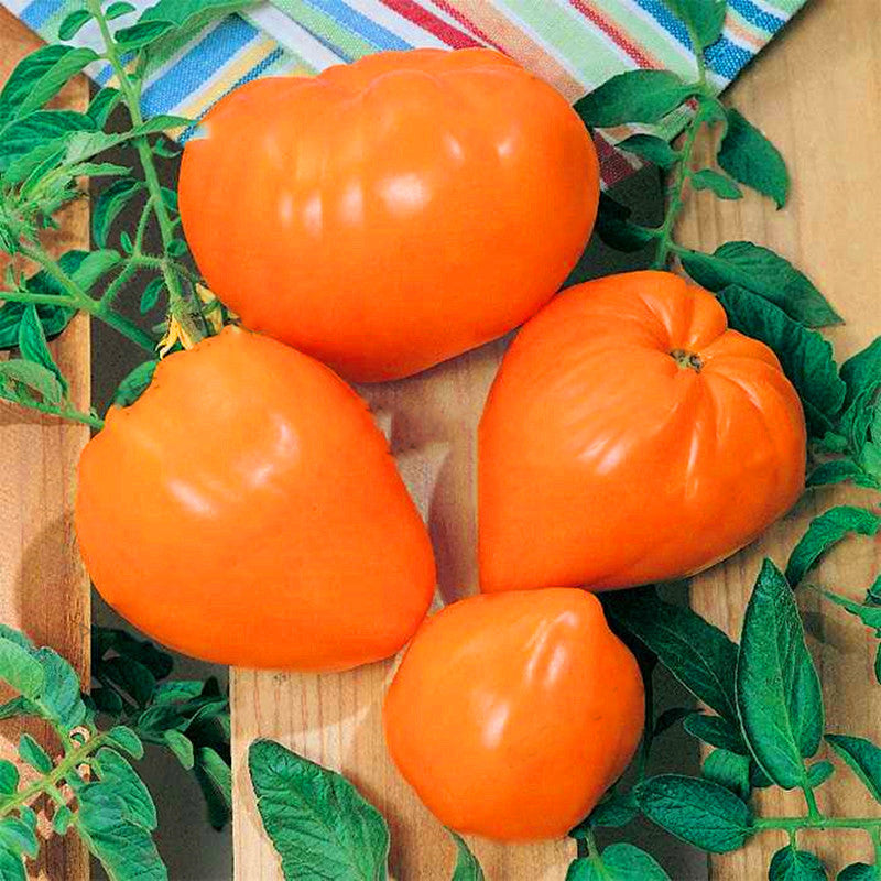 Egrow 100 Pcs/Pack Giant Tomato Seeds Organic Fruit Red Strawberry Tomato Bonsai Fresh Vegetable Solanum lycopersicum Potted Plants