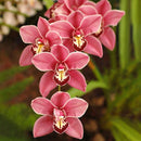 Egrow 100Pcs/Bag Cymbidium Orchid Seeds Silk Butterfly Orchid Plants Flower Wedding Decoration Seeds