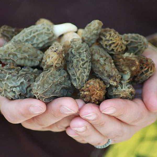 Egrow 100Pcs/Bag Morel Mushroom Strains Seeds Garden Planting Edible Eryngii Vegetable Seeds