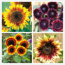 Egrow 40Pcs/Pack Dwarf Sunflower Seeds Rare Indoor Flower Seeds Organic Plants
