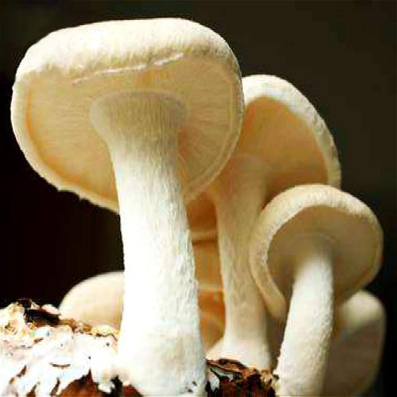 Egrow 50Pcs/Pack Organic Mushroom Seeds Edible Health Vegetable Seeds For Garden Farm Swamm Plants