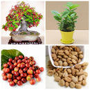 Egrow 10 Pcs/Pack Coffee Beans Seeds Garden Organic Refreshing Food Bonsai Coffee Plant Seed