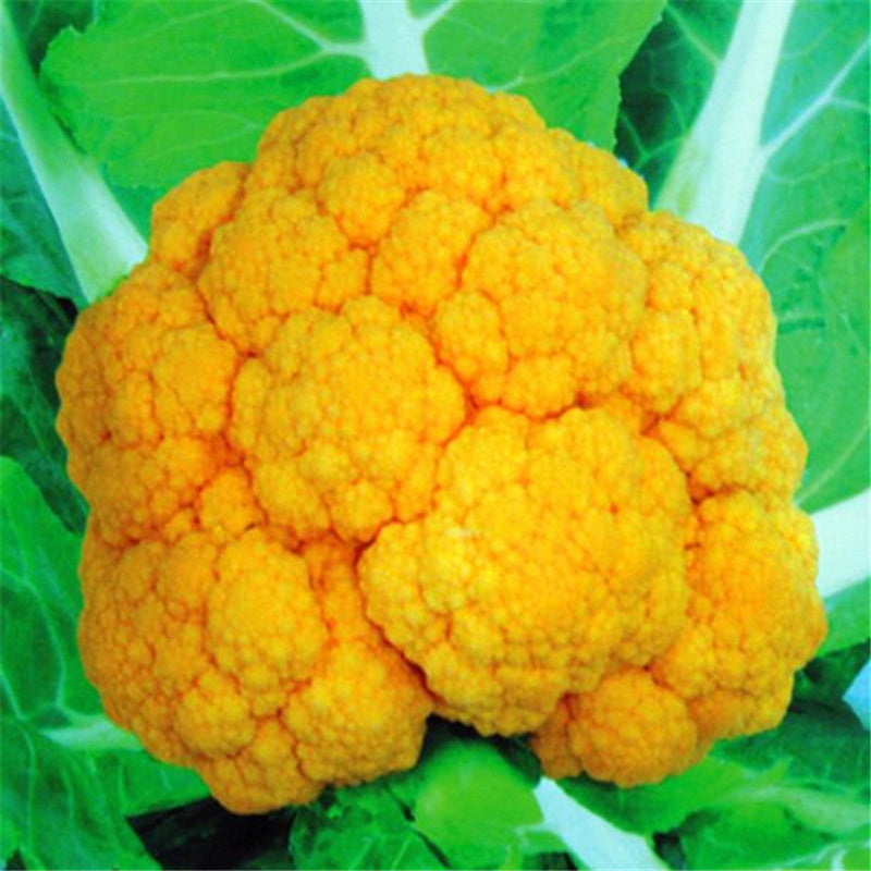 Egrow 100 Pcs/Pack Cauliflower Seeds Vegetable Broccoli Bonsai Balconies Cabbage Cauliflower Terraces Small Planting Rapebonsai