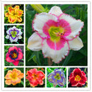 Egrow 50 Pcs/Pack Daylily Seeds Daylily Flowers Hemerocallis Lily Indoor Bonsai Flower Perennial Plant for DIY Home Garden Supplies