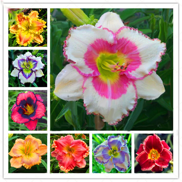 Egrow 50 Pcs/Pack Daylily Seeds Daylily Flowers Hemerocallis Lily Indoor Bonsai Flower Perennial Plant for DIY Home Garden Supplies